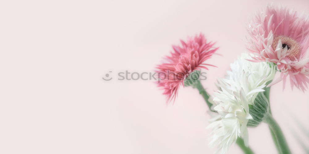 Similar – Bunch of gerbera daisies flowers on white desk, top view with copy space. Can used to Mothers day , Womens day, birthday or wedding. Greeting card