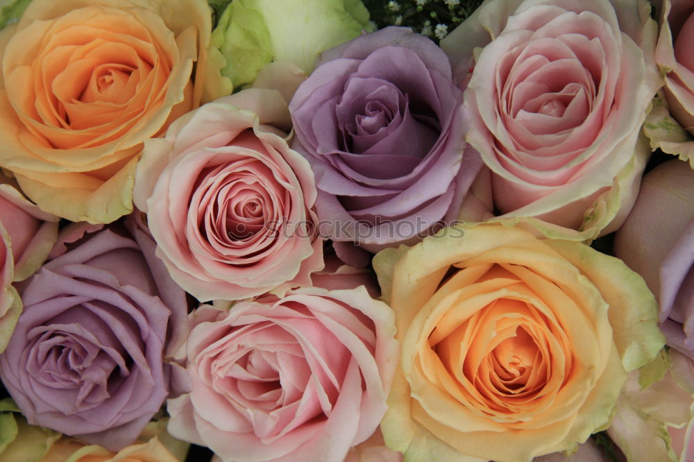 Similar – Image, Stock Photo Flower bouquet. Plant Rose