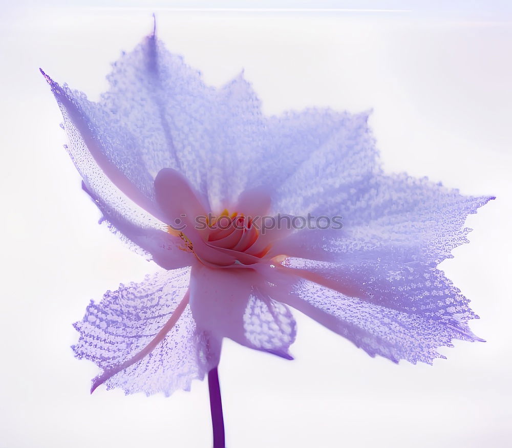 Similar – Crowned anemone with violet against a light background