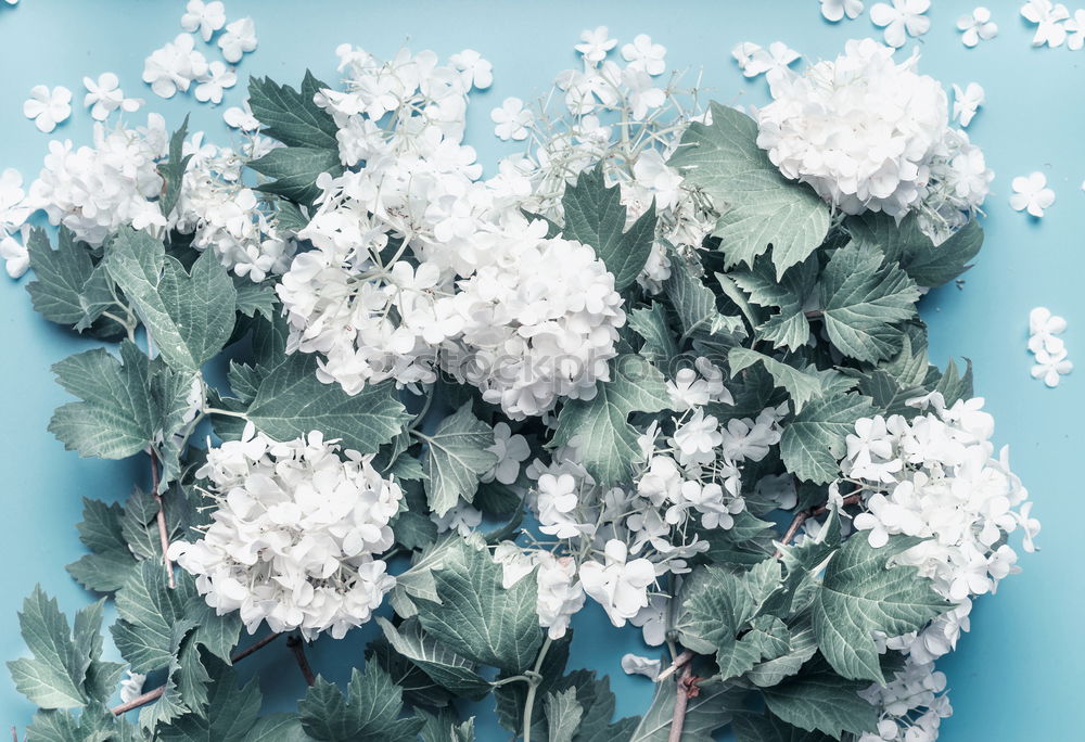 Similar – Image, Stock Photo Kischblüten branches on pastel blue