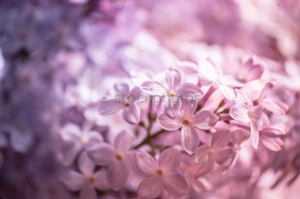 Similar – Image, Stock Photo Sail butterfly meets lilac