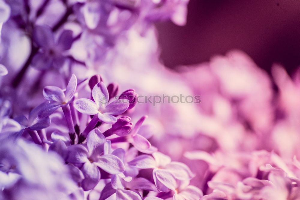 Similar – Image, Stock Photo Branch of a purple lilac