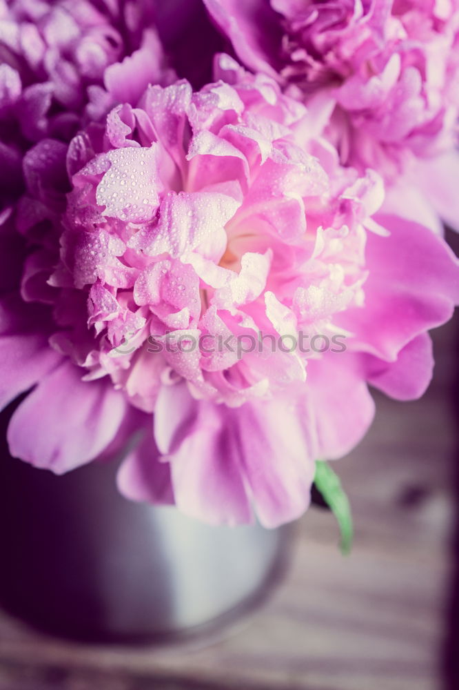 peonies Pink Flower