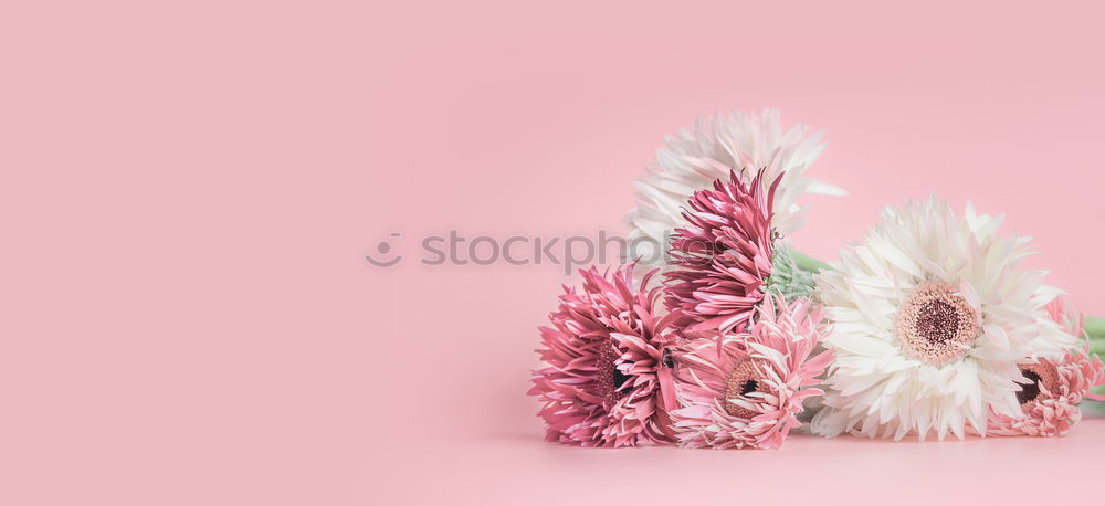Image, Stock Photo Pink flowers on pink background