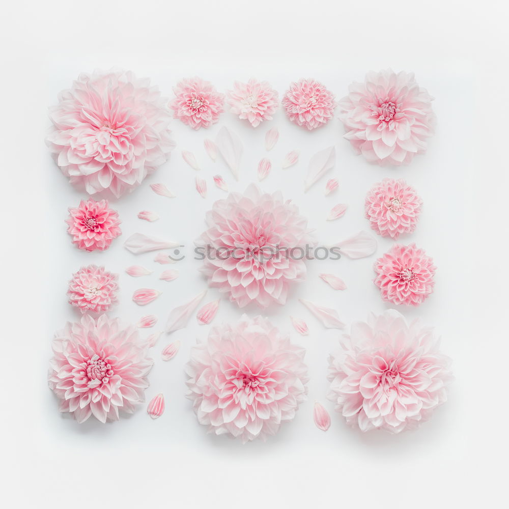 Similar – Image, Stock Photo picked bellis lies on bright neutral background