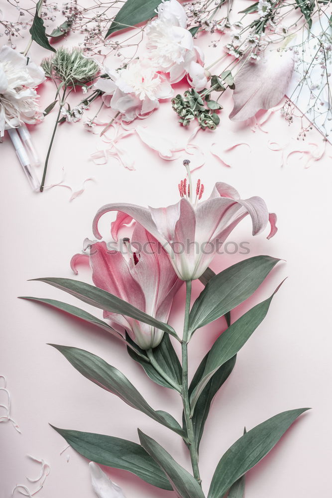 Similar – Image, Stock Photo Female hands hold lily flowers