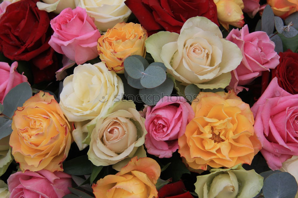 Image, Stock Photo Flower bouquet. Plant Rose