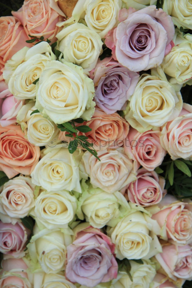 Similar – Image, Stock Photo valentine delay