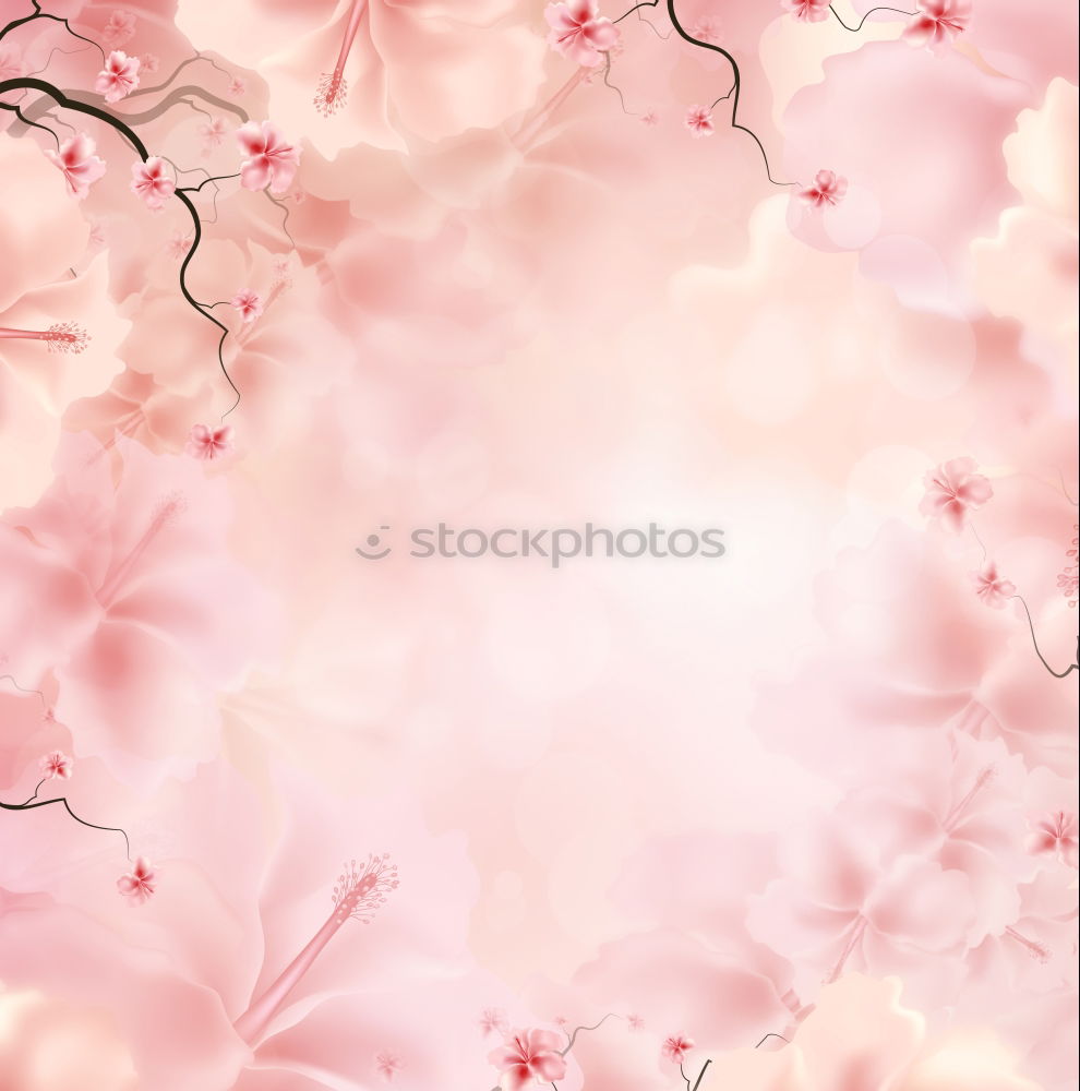 Similar – Sakura I Cherry blossom