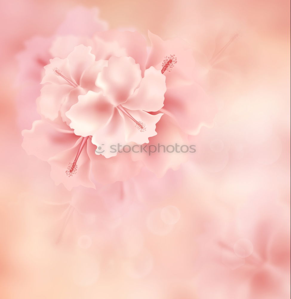 Similar – Flower background in pastel shade