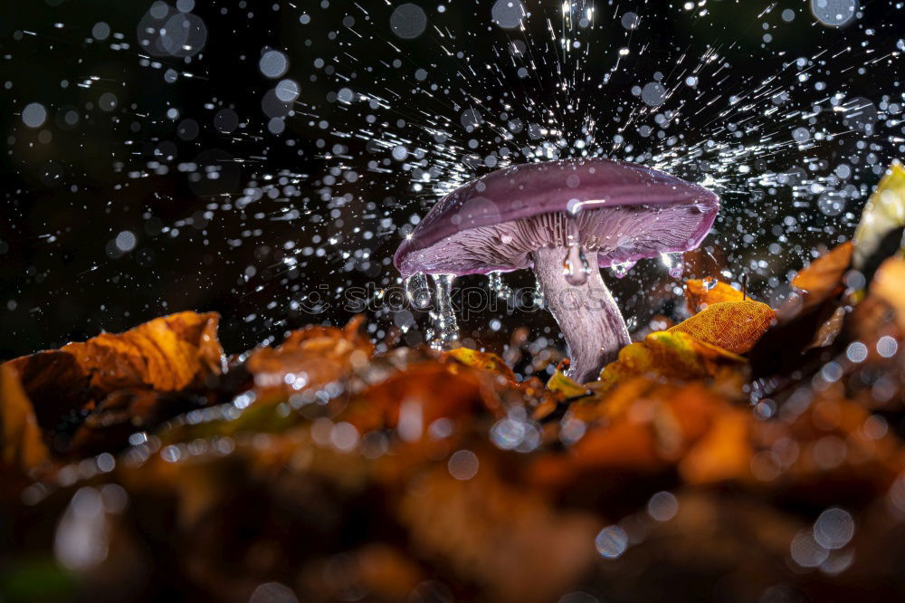 Similar – Image, Stock Photo edible wild mushrooms