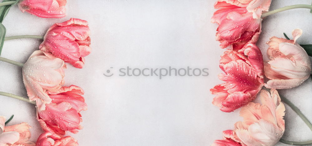 Similar – Image, Stock Photo Tulip Frame Background