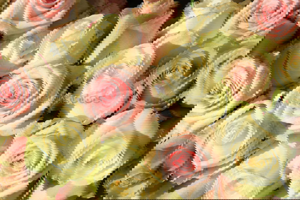 Similar – Image, Stock Photo valentine delay