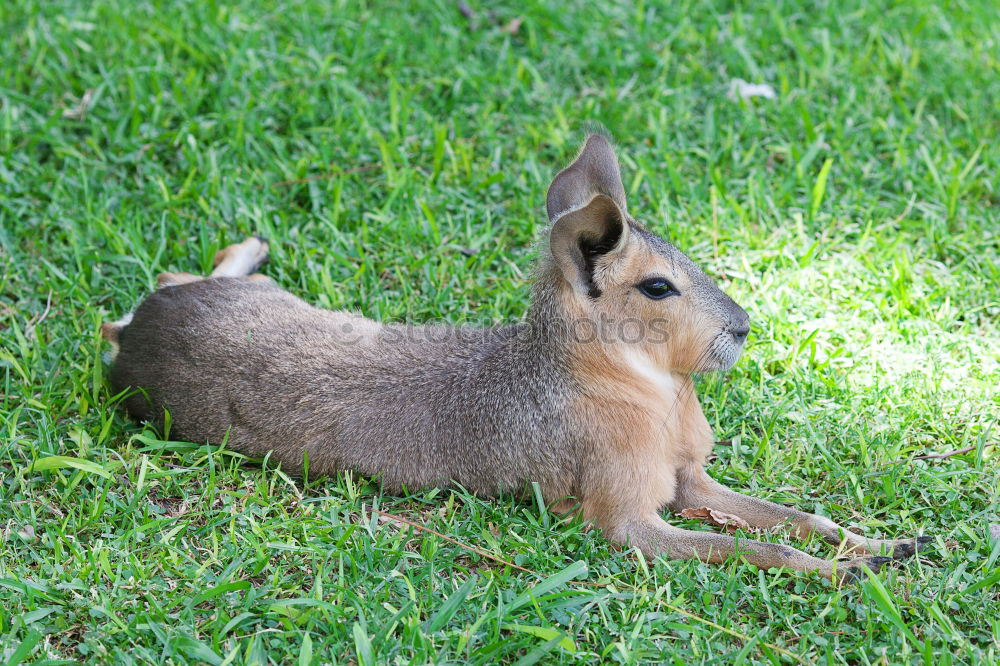 Similar – Image, Stock Photo What we call ourselves stays between us, rabbit!