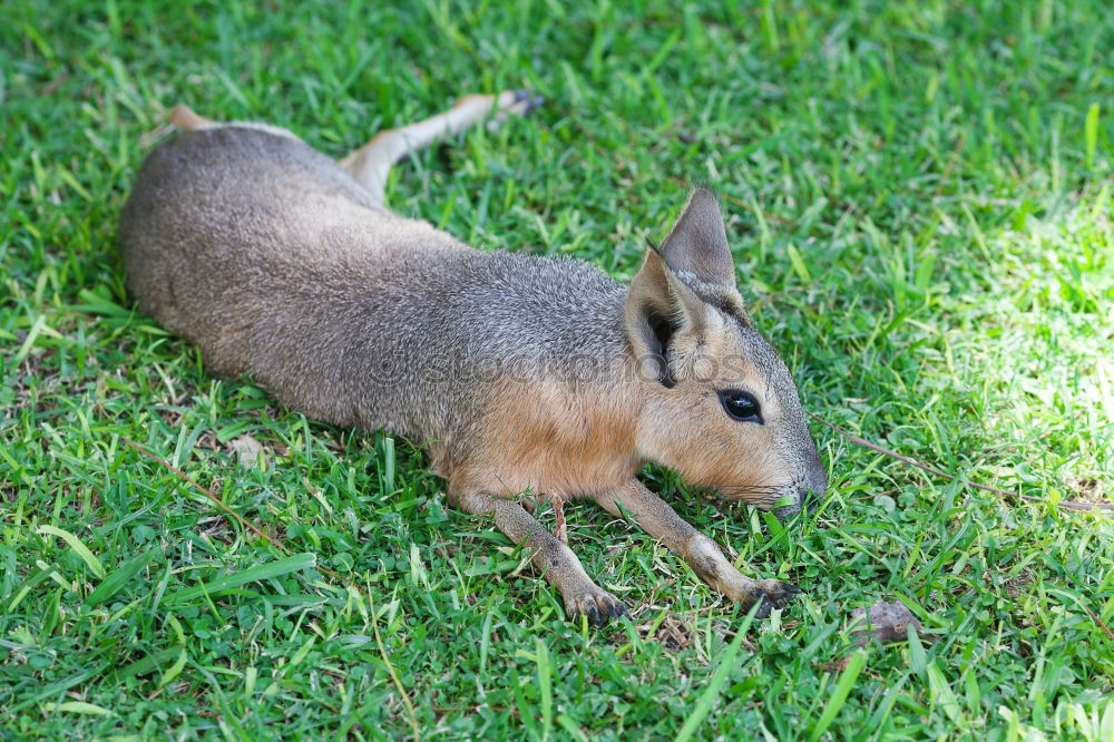 Similar – Image, Stock Photo What we call ourselves stays between us, rabbit!