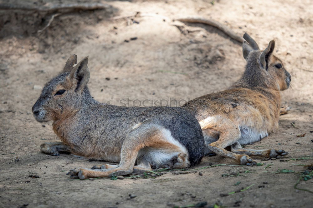 Similar – Image, Stock Photo Easter bunny rabbit