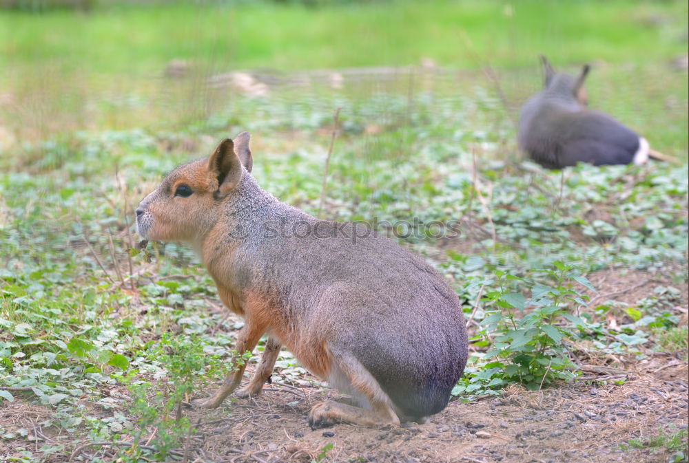 Similar – black squirrel Environment