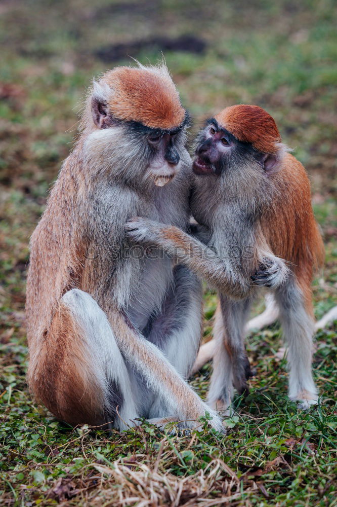 Similar – Image, Stock Photo on a cuddly course Zoo