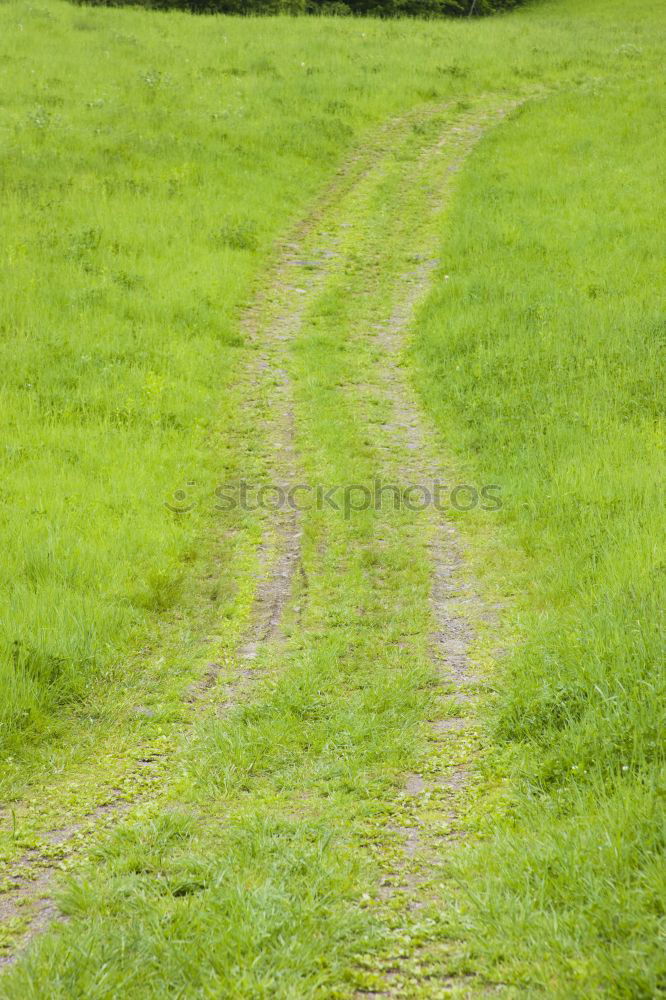 Similar – Image, Stock Photo finally free Meadow Calm