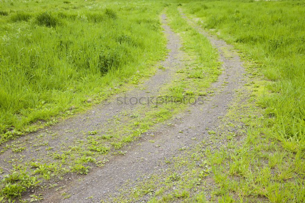 Similar – Weideweg Wiese Gras