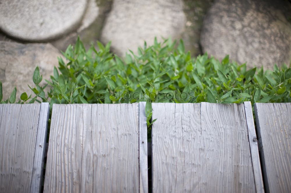 Similar – Table shrub Plant Sun