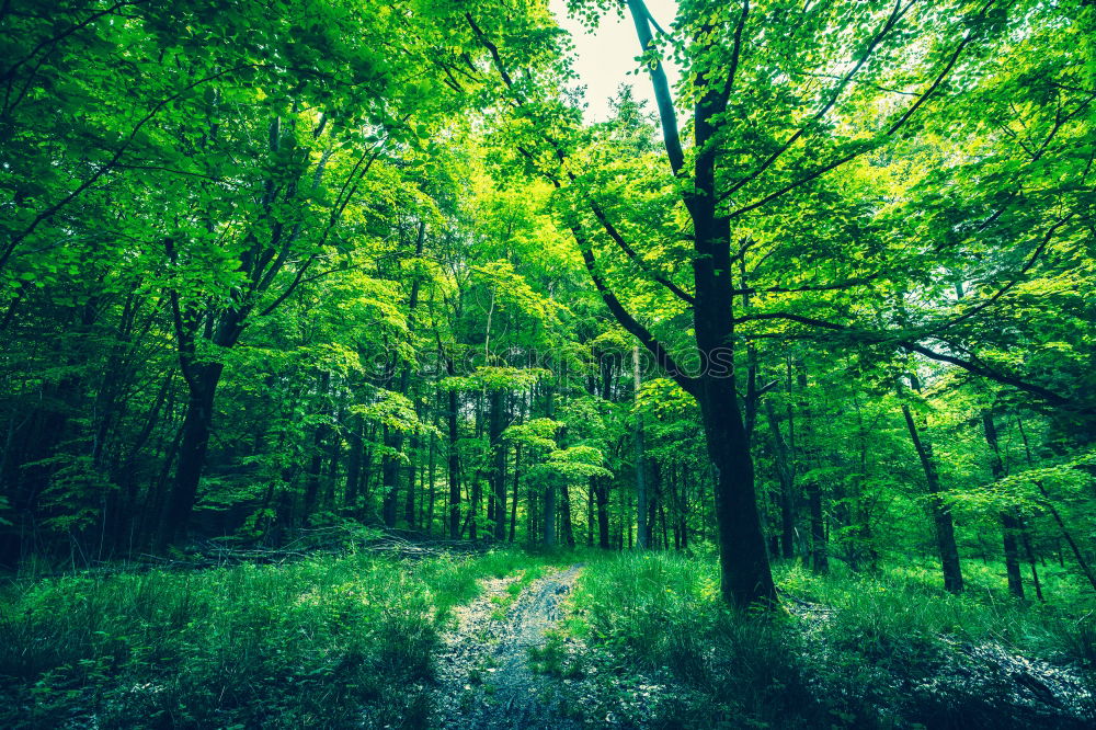 Similar – Green forest Beautiful