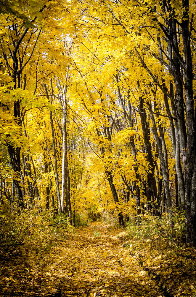 Similar – Autumn trail in yellow forest