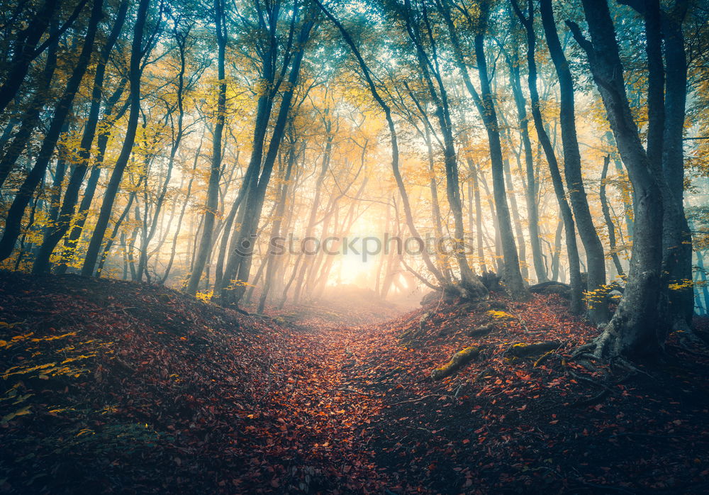 Similar – Image, Stock Photo Autumn sun in the forest