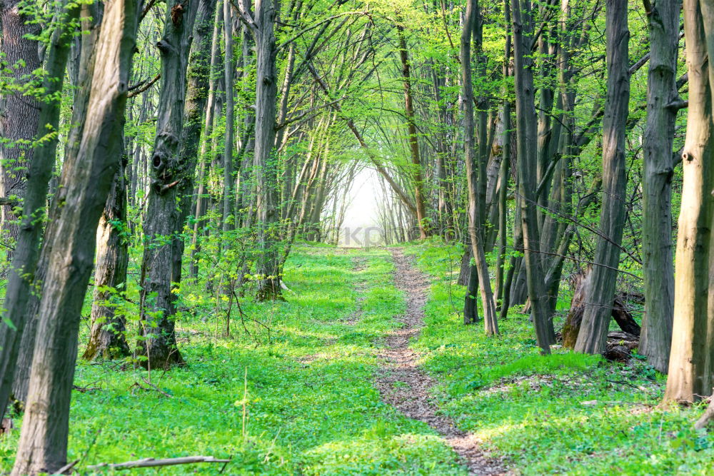 Similar – Image, Stock Photo Grassy path through sunny avenue