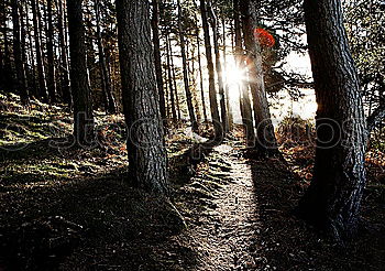 Similar – Image, Stock Photo Happy child in the forest