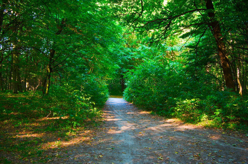 Similar – | steiniger weg Allee Baum