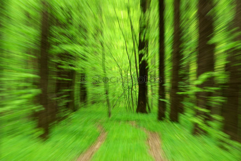 Similar – tunnels Nature Forest