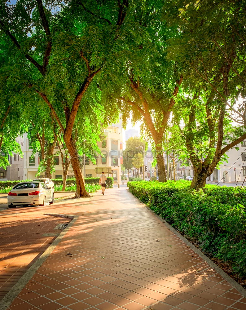 Similar – Image, Stock Photo translucent trees