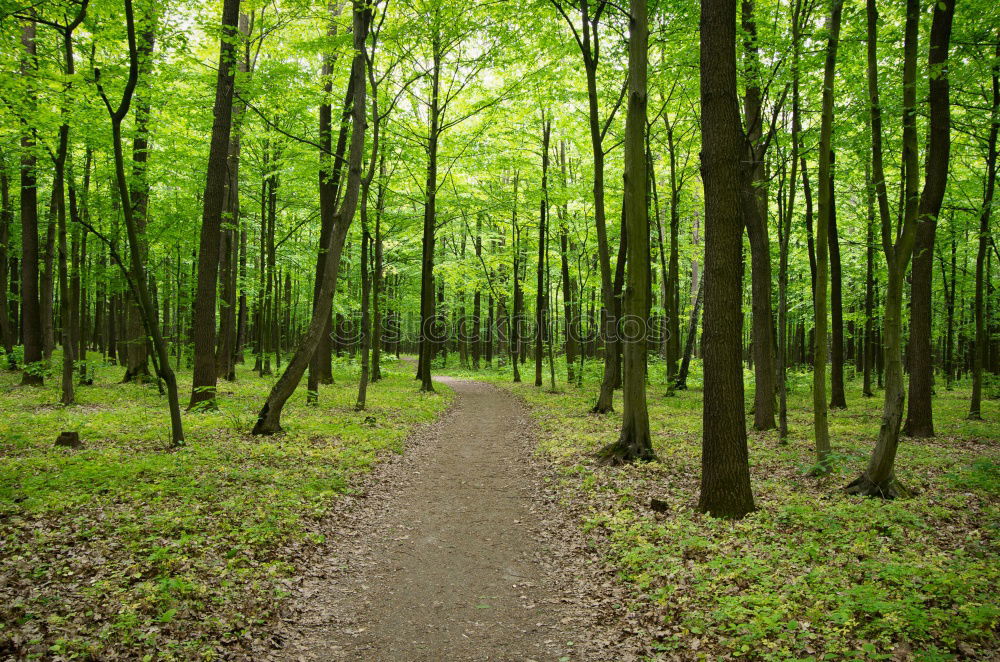 Similar – Trampelpfad braun grün