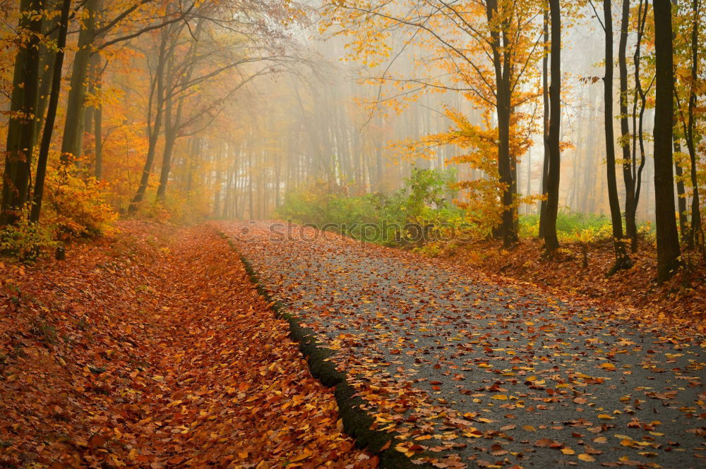 Image, Stock Photo Sunbeams in the forest