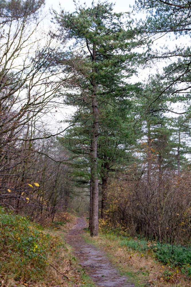 Similar – Image, Stock Photo On the road by bike