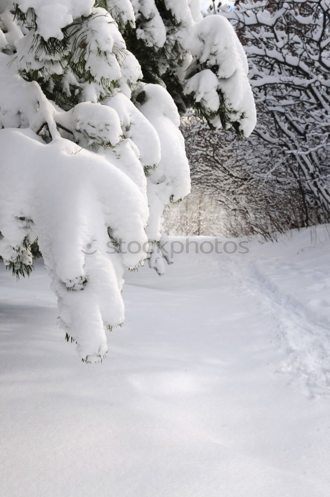 Similar – Foto Bild Schwarzwaldwinter Ausflug