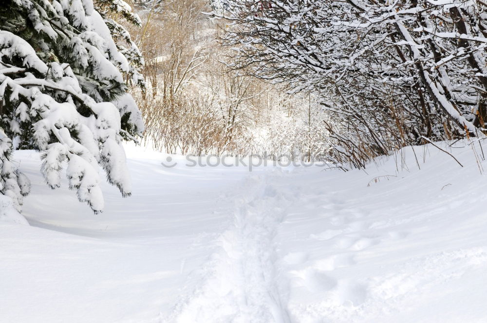 Similar – Quiet splashing in the snow