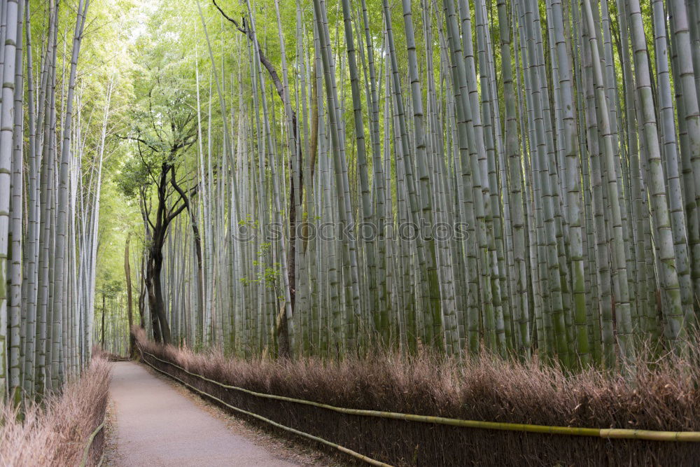 Similar – Pathway in bamboo grove