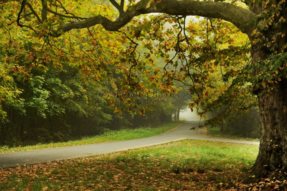 Similar – avenue Nature Green Garden