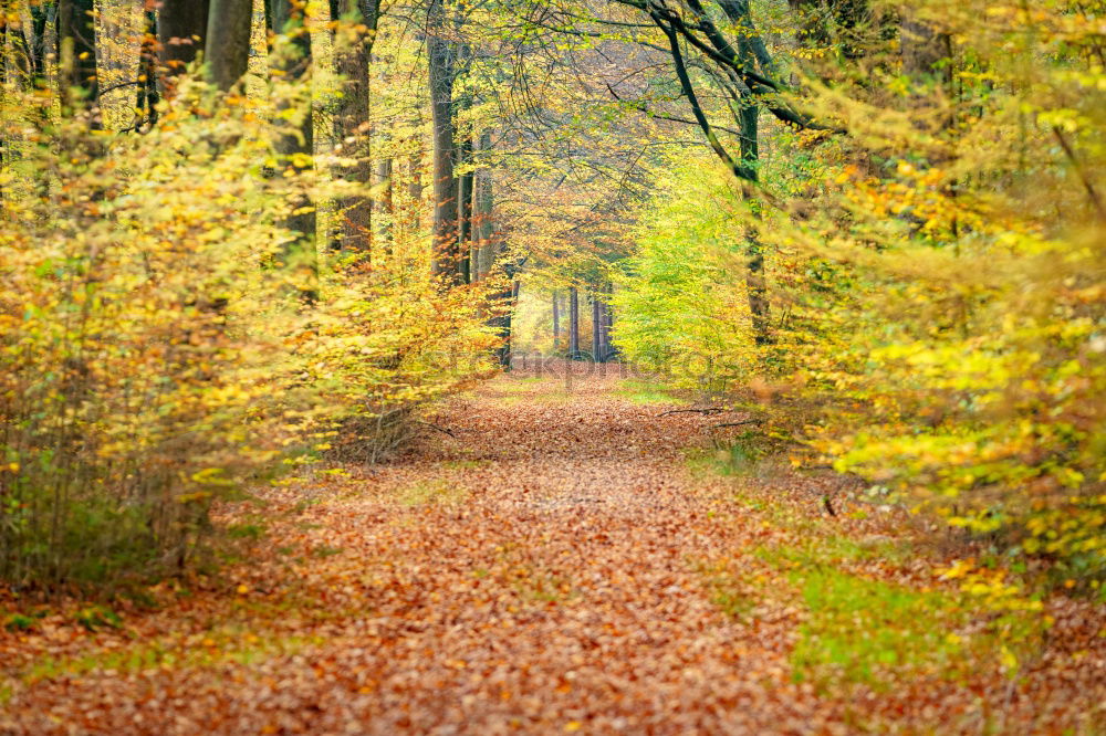 Similar – Fog in the autumn forest