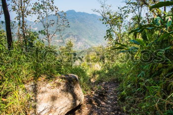 Similar – Image, Stock Photo Cow in Cuba Nature Poverty