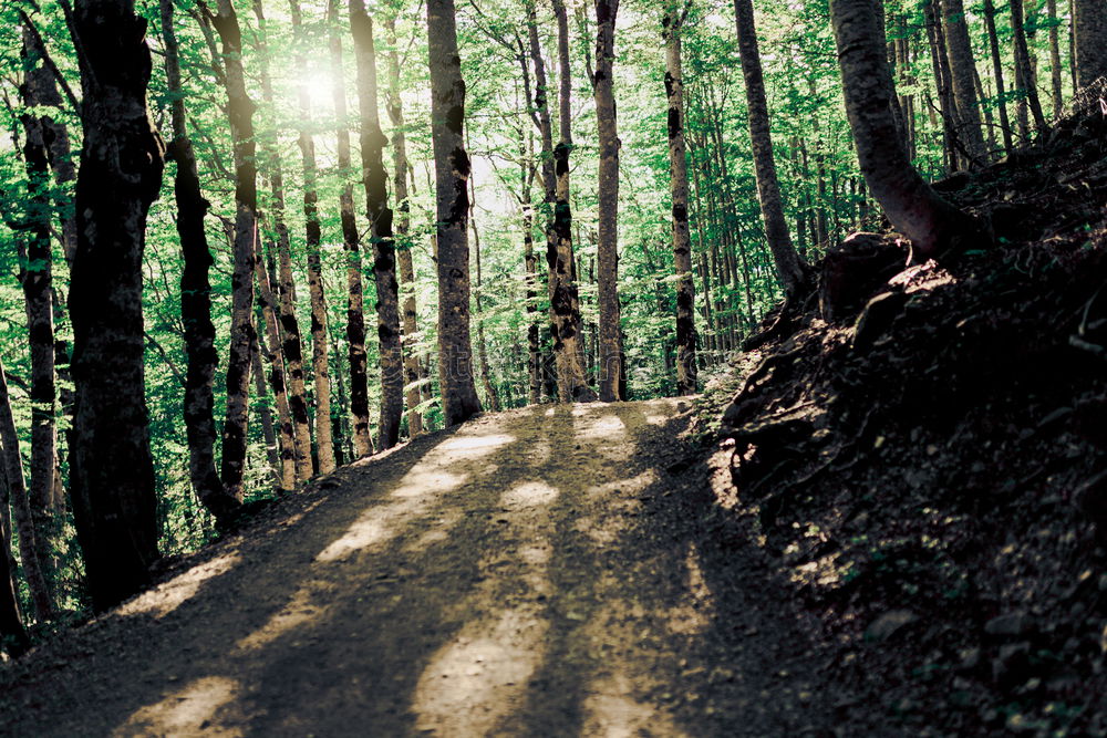 Similar – Image, Stock Photo Happy child in the forest