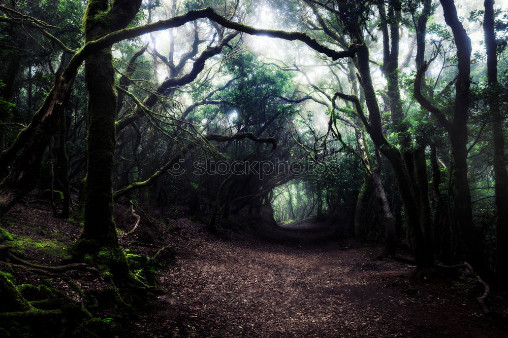 Similar – Image, Stock Photo spooky path Costa Rica