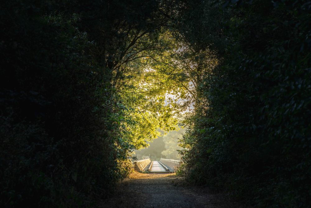 Similar – Image, Stock Photo Lush green woods with car on road