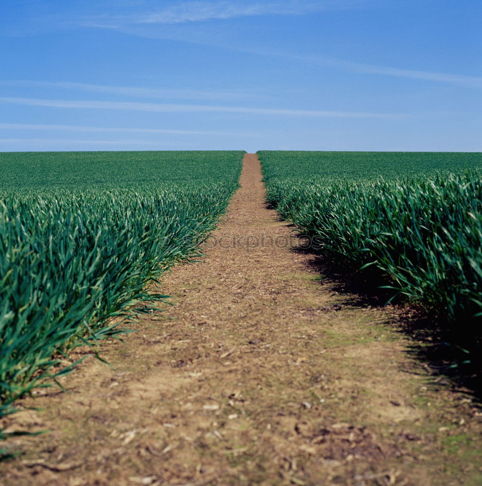 Similar – Foto Bild Der Weg zum Grabhügel …