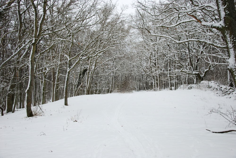 Similar – Image, Stock Photo Winter wonderland Nature