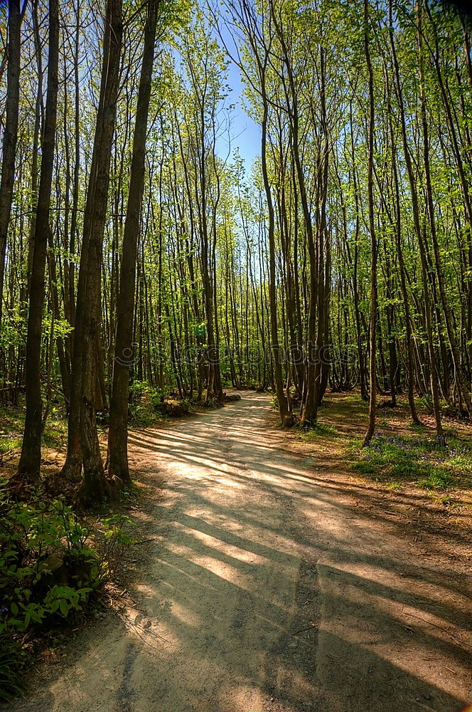 Similar – Image, Stock Photo Man riding a bicycle through the Spreewald forest