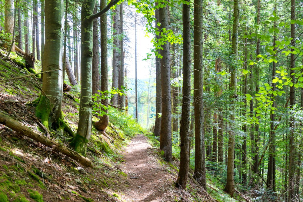 Similar – Image, Stock Photo Pretty woman in forest