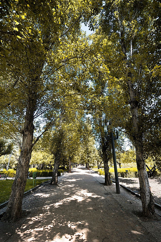 Similar – Image, Stock Photo under the pines Summer